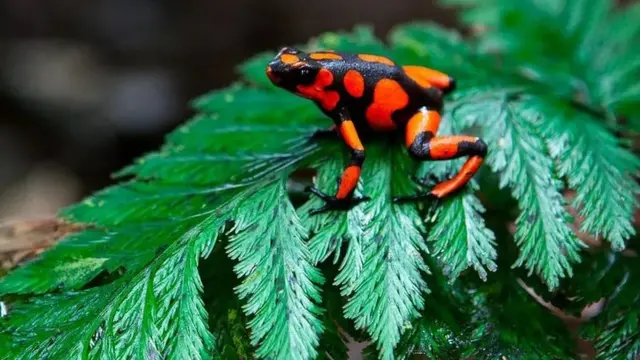 ज़हरीला मेंढक