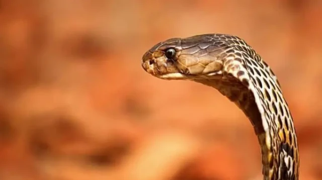 બાંગ્લાદેશ, સાપ