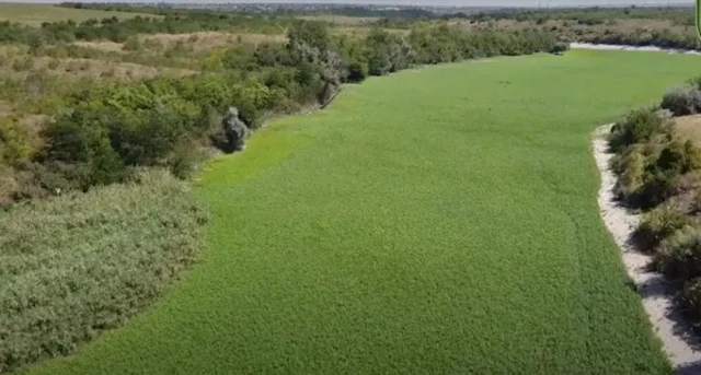 Вид сверху на высохший водоем, заросший зеленью.