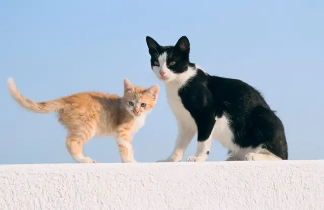 Кошка с котенком