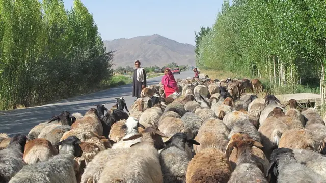 తాలిబాన్