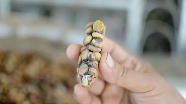 సివెట్ కాఫీ