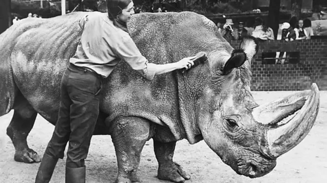 රයිනෝ රැකබලා ගැනීම සඳහා පරිසරවාදීන් ඉදිරිපත්ව සිටිති