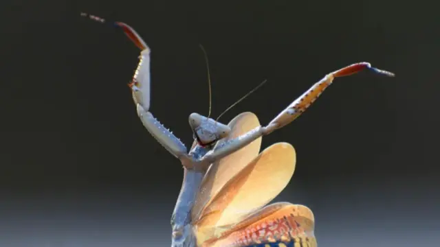 آخودکی در حال رقص فلامینگو 