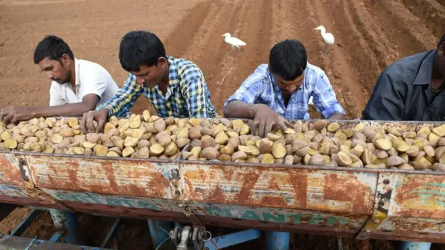 બટાટાના ખેડૂતો