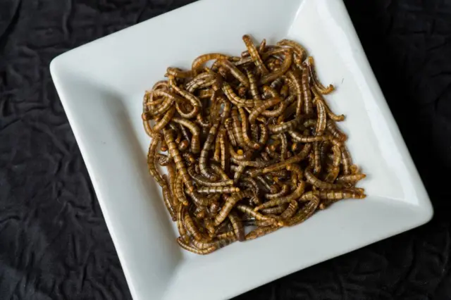 अंतराळवीरांच्या आहारात असतील अळ्या आणि माशा