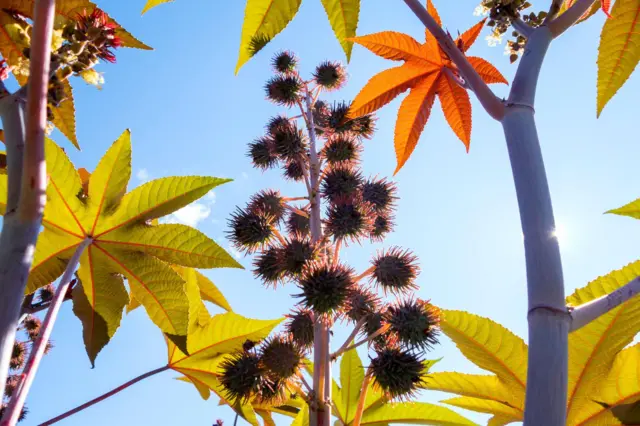 ఆముదం మొక్క, కాయలు