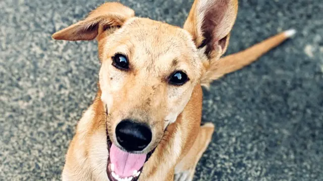 செல்லப் பிராணிகள் - உரிமம்