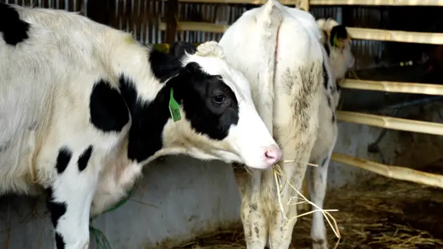  कोरियाबाट ल्याइएका उन्नत जातका गाई।