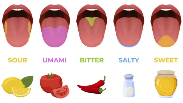 Схема оасположения вкусовых рецепторов на языке