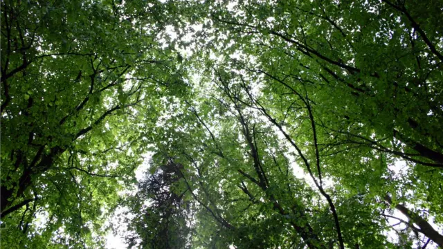 हरियाली