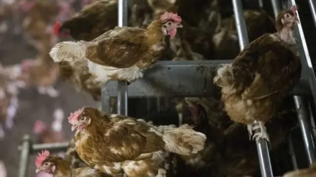 برڈ فلو وائرس پہلی مرتبہ 2014 میں جنوبی کوریا میں پایا گیا تھا۔ بعد میں یہ وائرس جاپان، شمالی امریکہ اور یورپ میں پھیل گیا اور متعدد پولٹری فارم اس سے متاثر ہوئے۔