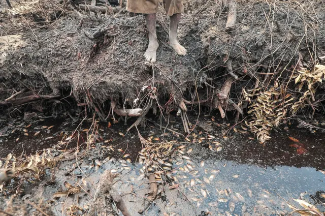 Warga berdiri di dekat parit perkebunan berisi ikan mati akibat kebakaran di Desa Rantau Panjang, Muaro Jambi, Jambi, Kamis (29/8/2024).