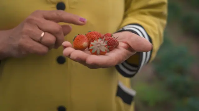 Көлөмү кичинекей, жыты буркураган, жесең даамы тамшанткан кулпунайдын кыргыз сортуна чет жакта талап бар 