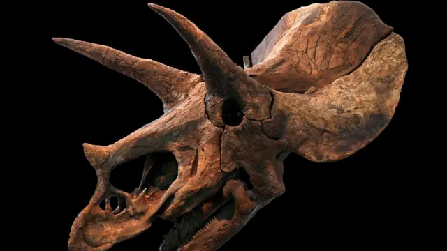 ডাইনোসরের কংকাল