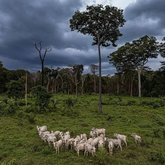  అమెజాన్ అడవులు, పర్యావరణం, కార్బన్ డై ఆక్సైడ్, వాతావరణం