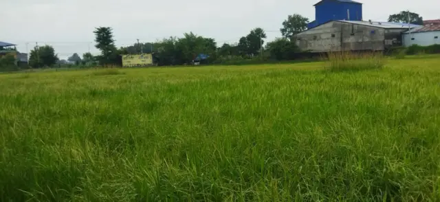 जङ्गली धान बाँके