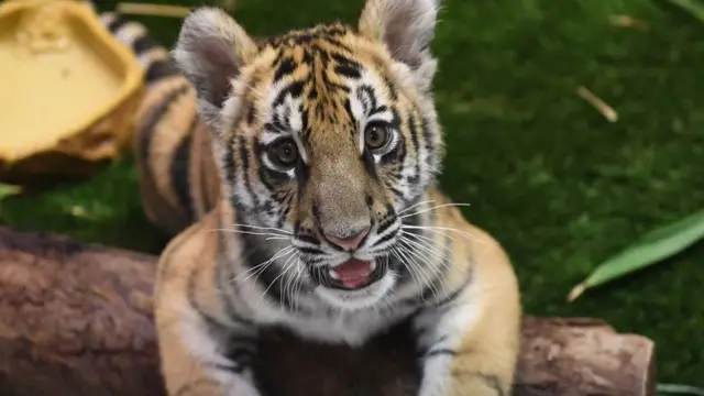 새끼 호랑이에 대한 수요가 높지만, 호랑이 자라면 안락사 시키는 경우도 있다