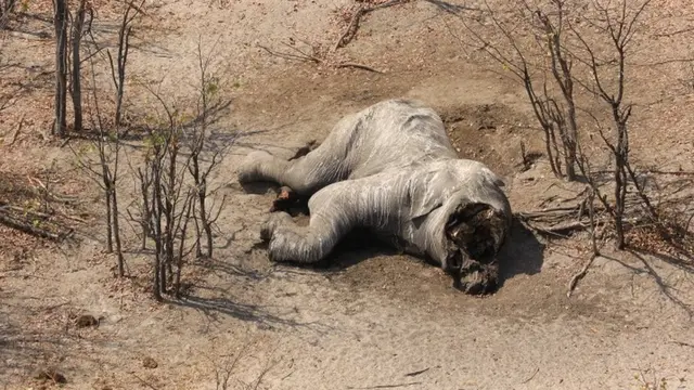 ペットの死体 人気 2ch