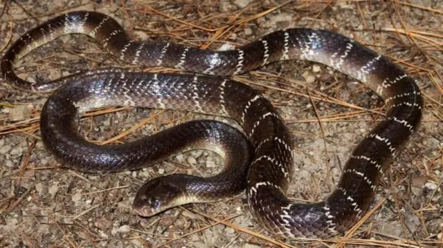 કોમન ક્રેટ, બીબીસી, ગુજરાતી