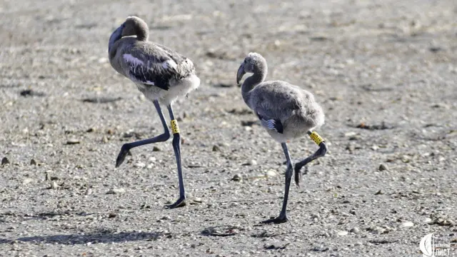 Маленькі фламінго 