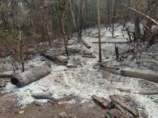 ร่องรอยของไฟป่า