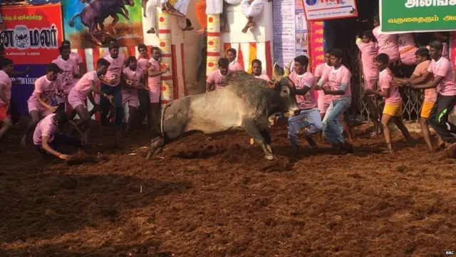 ਜੈਲਾਕੱਟੂ ਤਿਉਹਾਰ