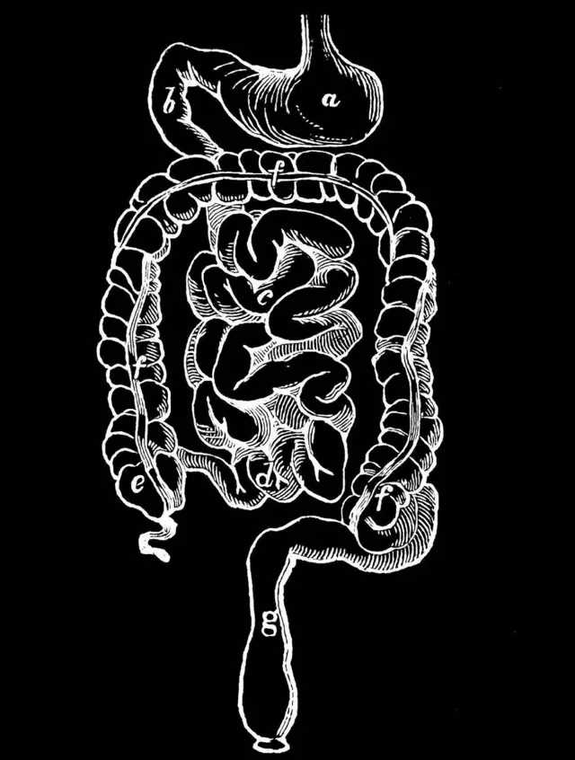 Intestinos