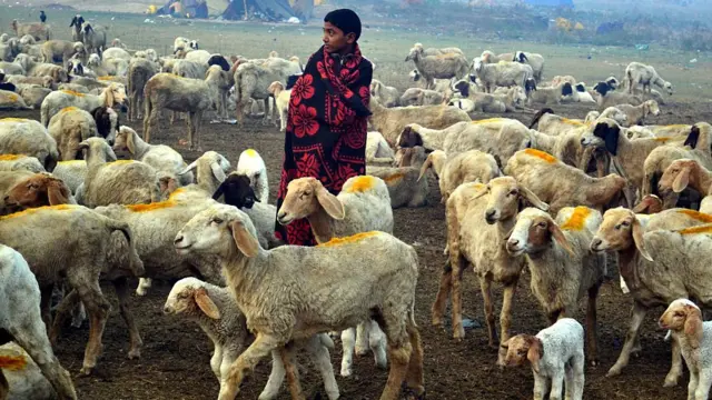 धनगर समाज