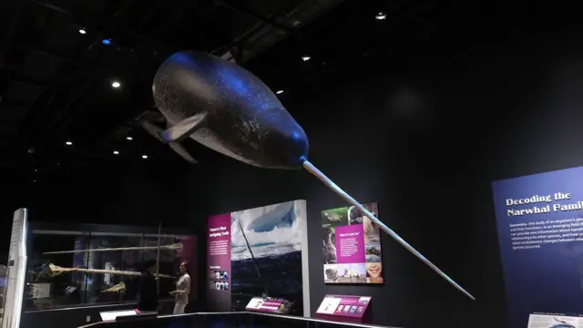 Narval disecado en un museo