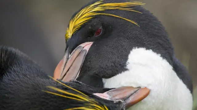Золотоволосі пінгвіни