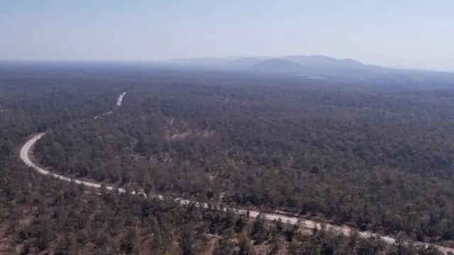 घना जंगल