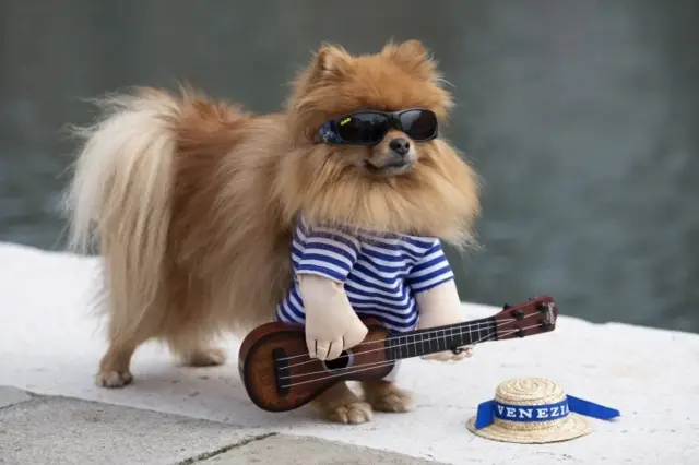 สุนัขตัวที่ได้รับการยืนยันว่าติดเชื้อโรคโควิด-19 เป็นพันธุ์ "ปอม" หรือพอเมอเรเนียน