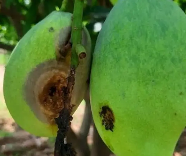 మామిడి కాయకు పురుగు