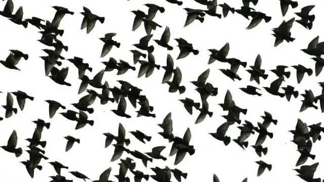 دسته‌ای سار در سافک