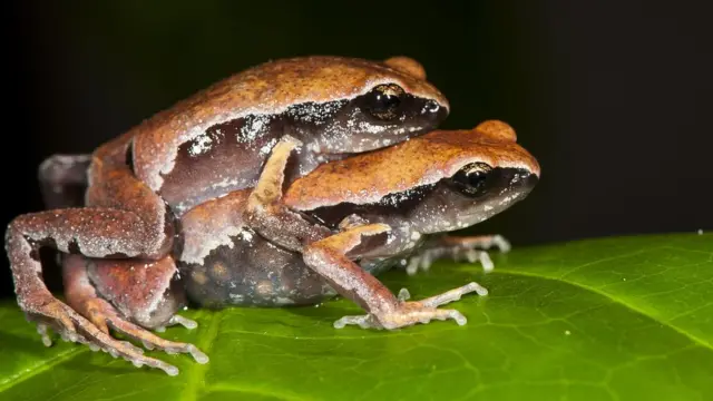 மர்மத் தவளை - மேற்குத் தொடர்ச்சி மலையில் கண்டுபிடிக்கப்பட்ட ரகசியத் தவளை இனம்