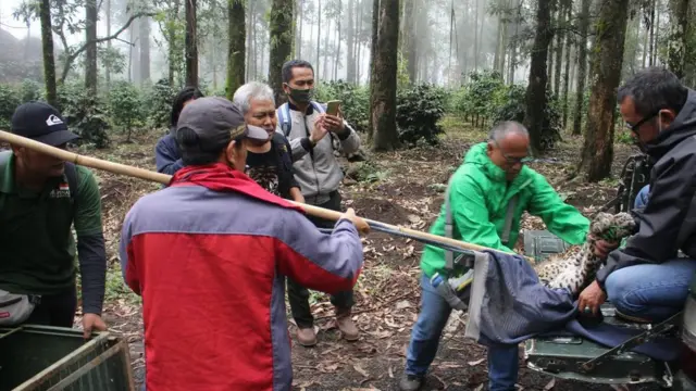 Macan Tutul