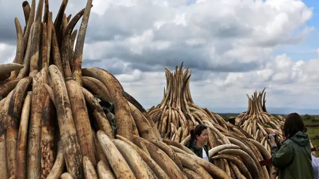 हाथी दांत