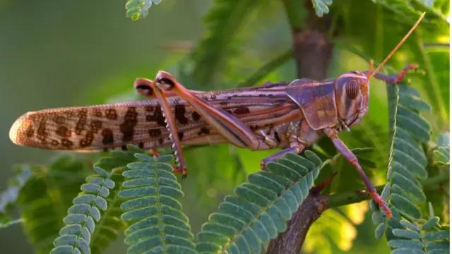 পঙ্গপালের আক্রমণে পাকিস্তানেও ফসলের ব্যাপক ক্ষতি হয়েছে।