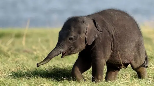 kerala elephant news