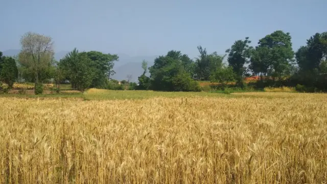 नेपालमा गहुँ उत्पादन