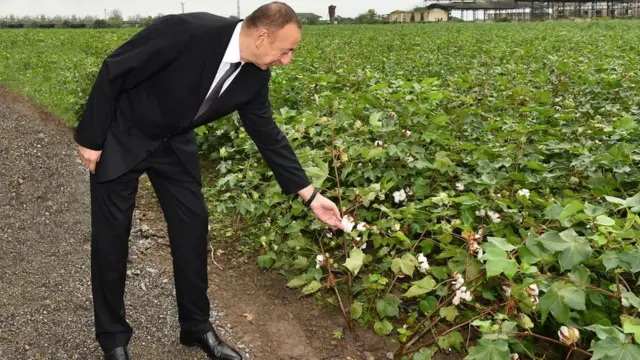 Президент Ильхам Алиев сам посещал хлопковые поля в Сабирабадском районе
