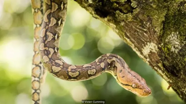 जंगलों का जीवन