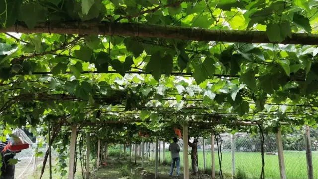 আব্দুর রশিদের বাগান।