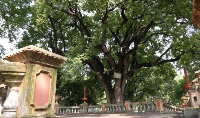 చింతచెట్టు