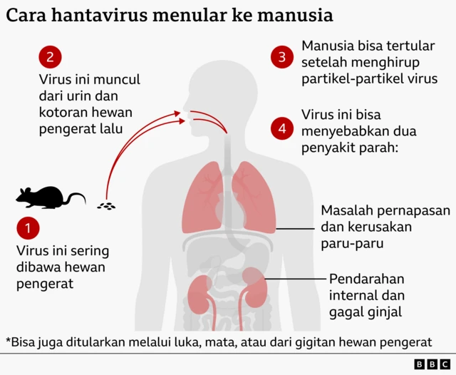 Bagaimana hantavirus menyebar.