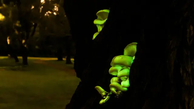 બિલાડીના ટોપના ફાયદા