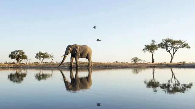 Botswana na di “Elephant Capital of di World”