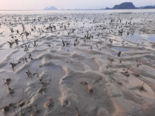 สภาพหญ้าคาทะเลในปี 2567 ที่เกาะมุกด์ จ.ตรัง 