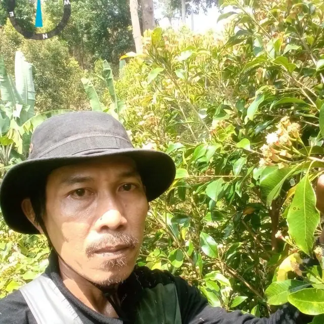 Seorang pria bertopi sedang berada di samping pohon cengkeh.